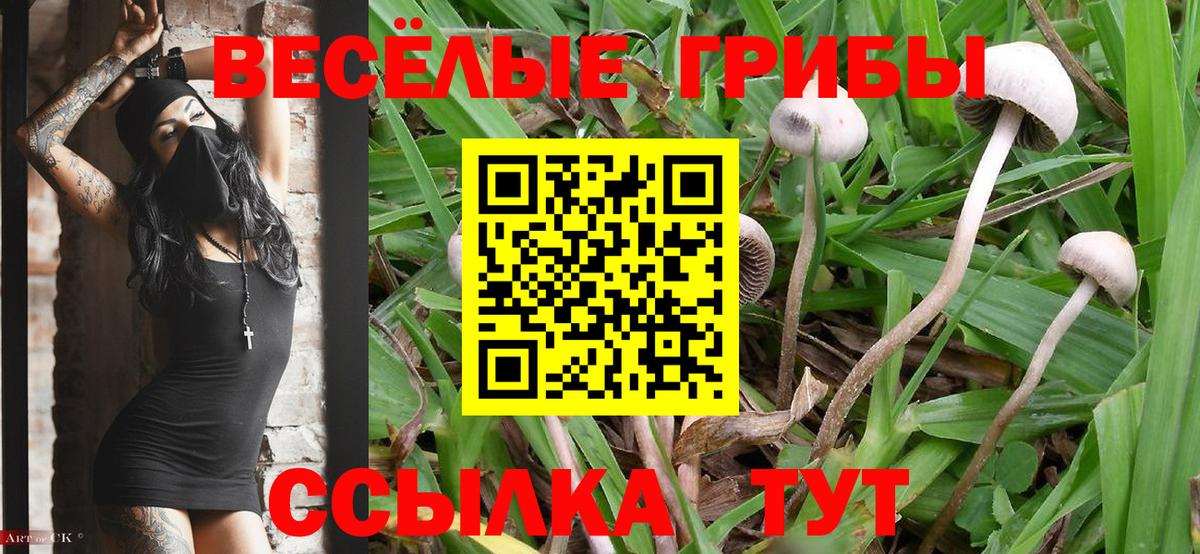 Галлюциногенные грибы MAGIC MUSHROOMS  Вход с VPN  Кимовск 